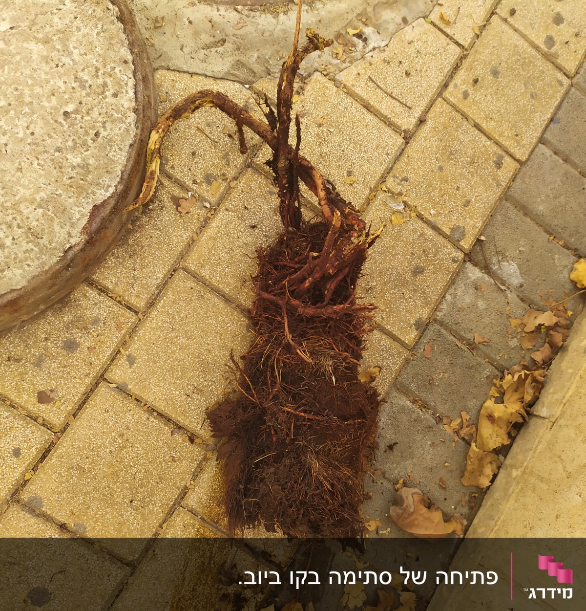 שורשים שהוצאו מביוב על מדרכה